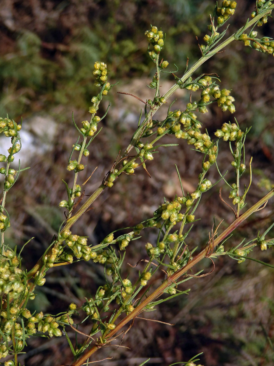 Pelyněk ladní (Artemisia campestris L.)