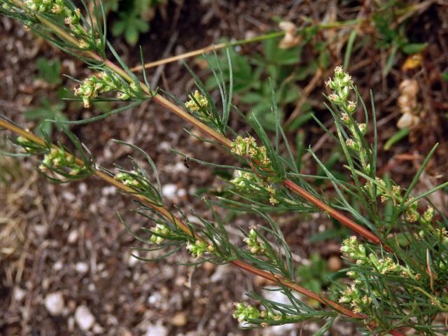 Pelyněk ladní (Artemisia campestris L.)