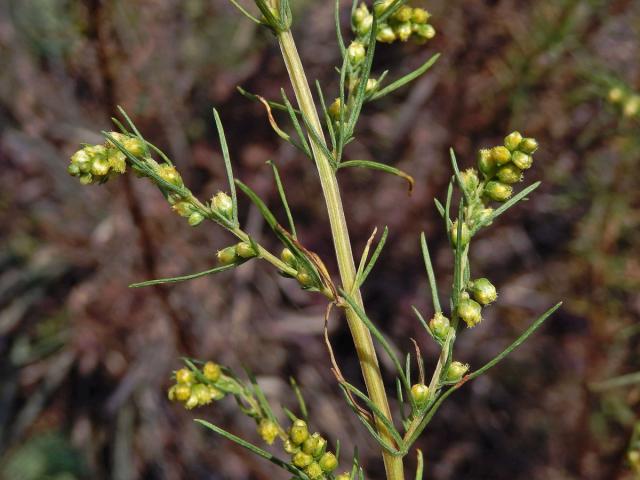 Pelyněk ladní (Artemisia campestris L.)