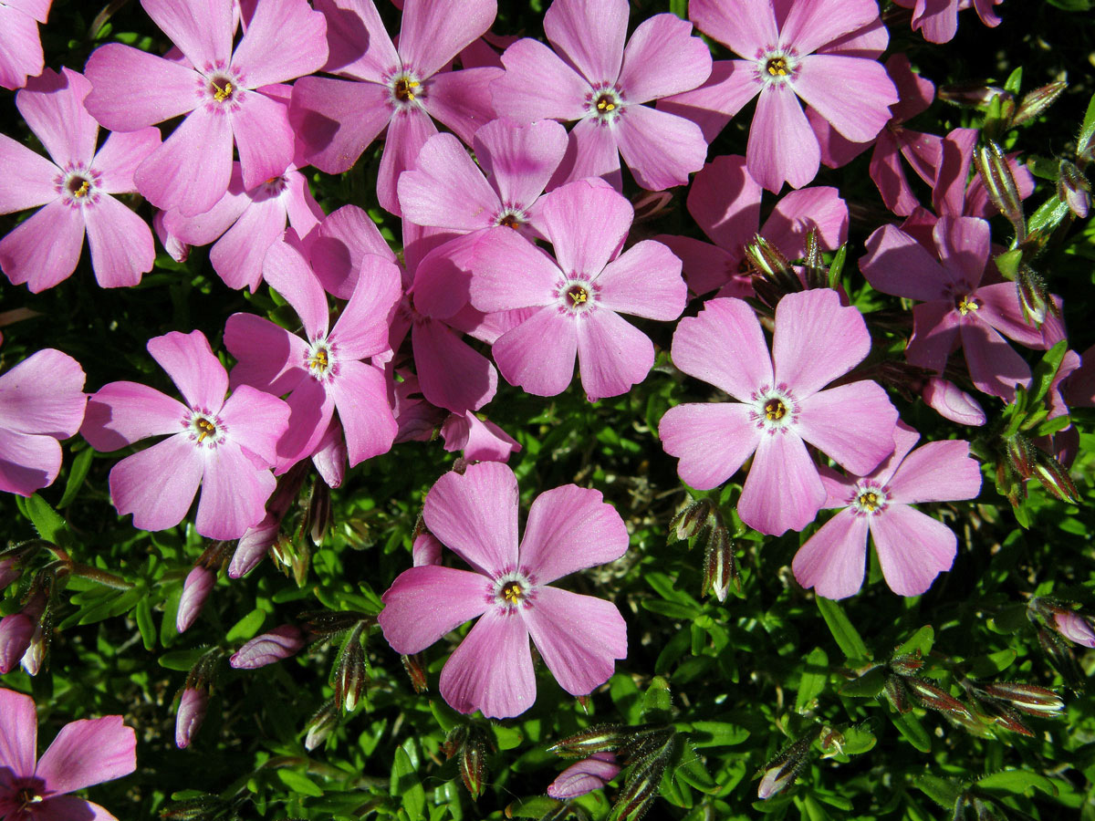 Plamenka šídlovitá (Phlox subulata L.)