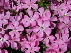 Plamenka šídlovitá (Phlox subulata L.)