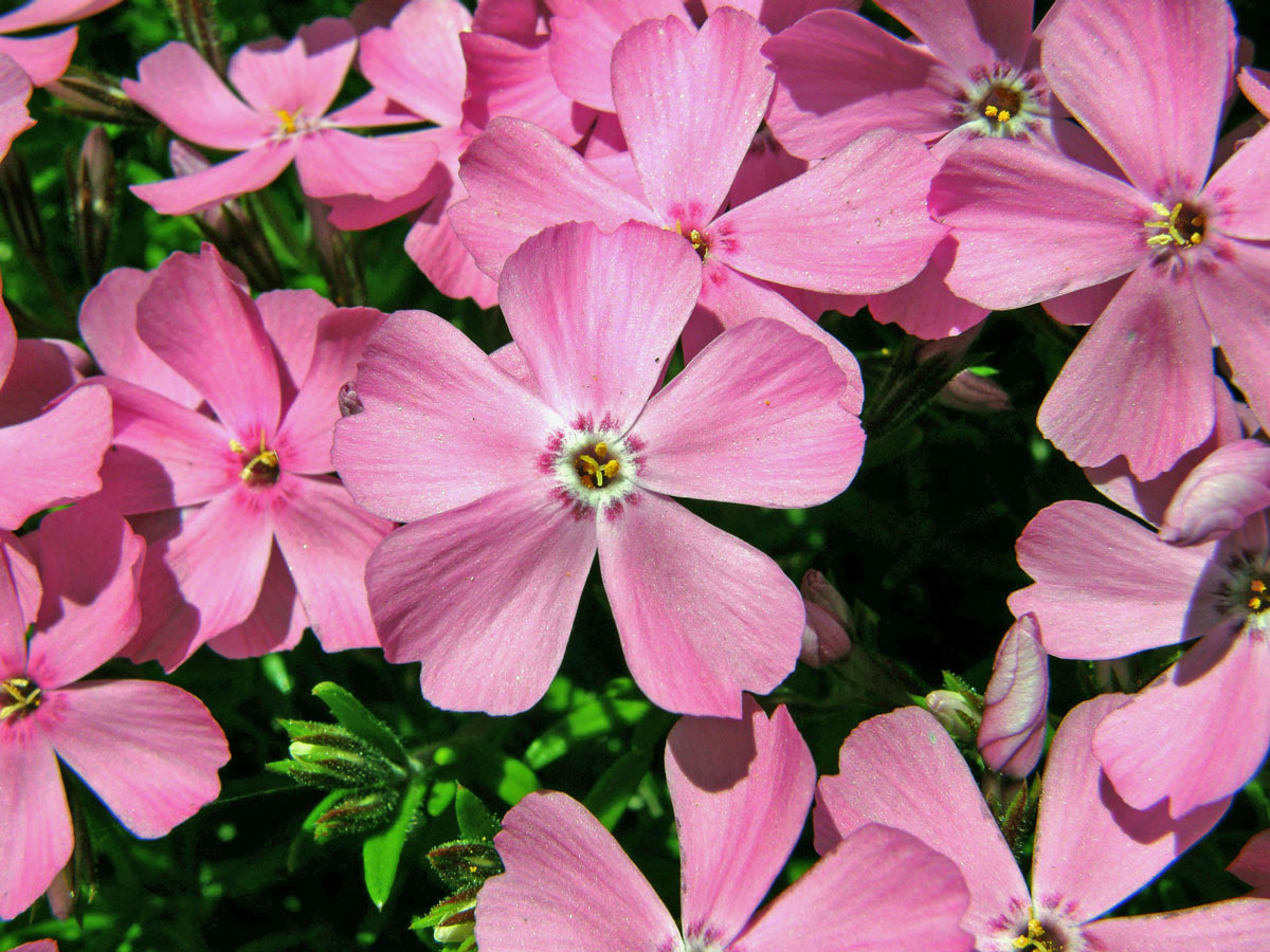 Plamenka šídlovitá (Phlox subulata L.)