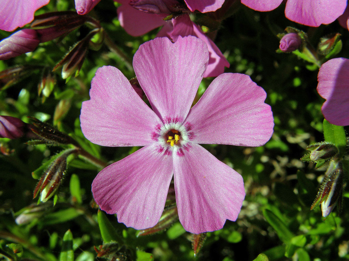 Plamenka šídlovitá (Phlox subulata L.)