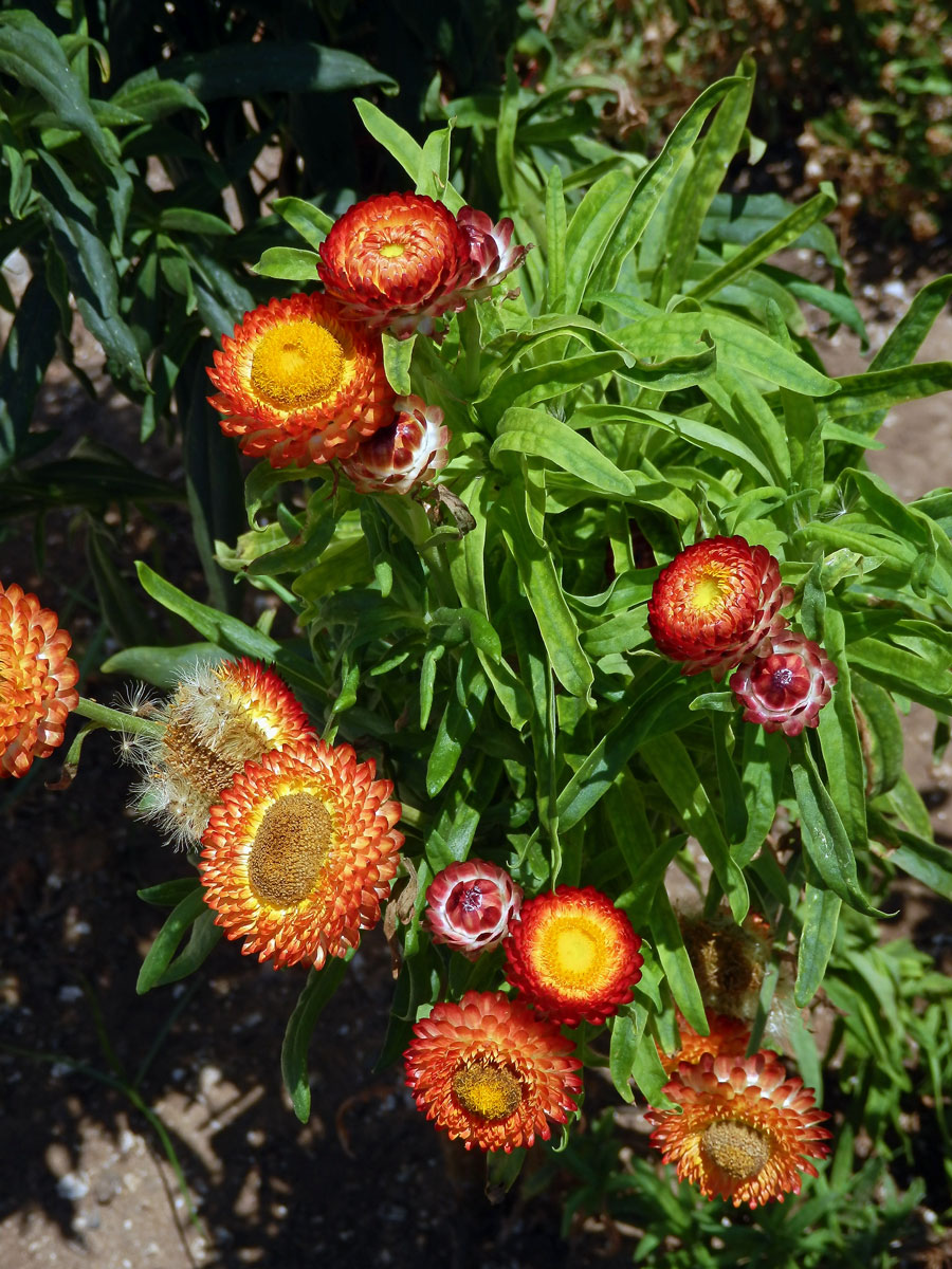 Smil listenatý (Helichrysum bractetatum (Vent.) Andrews)