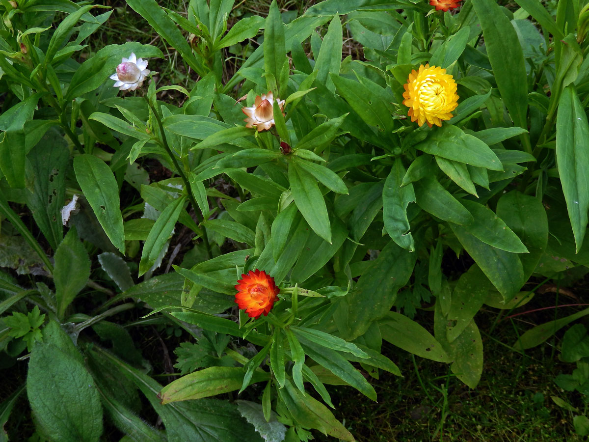 Smil listenatý (Helichrysum bractetatum (Vent.) Andrews)