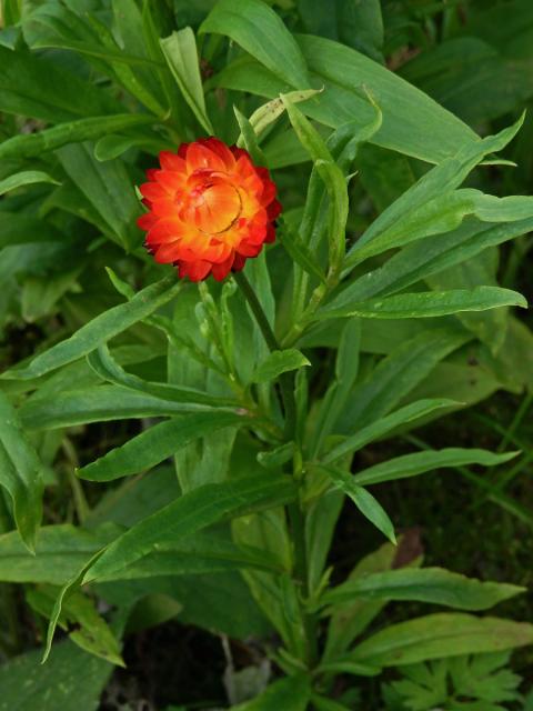 Smil listenatý (Helichrysum bractetatum (Vent.) Andrews)