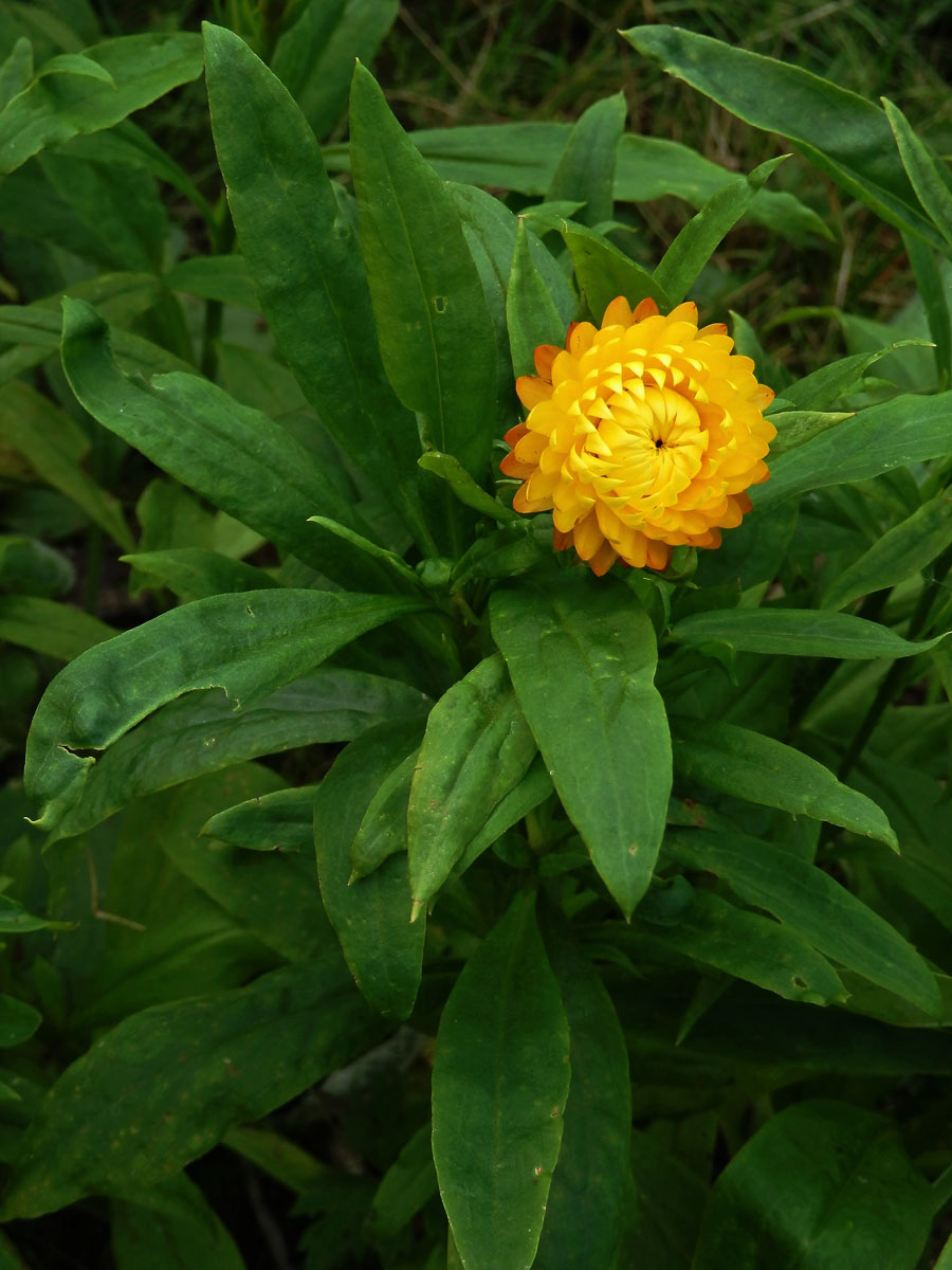 Smil listenatý (Helichrysum bractetatum (Vent.) Andrews)