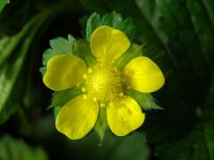 Jahodka indická (Duchesnea indica (Andrews) Focke)