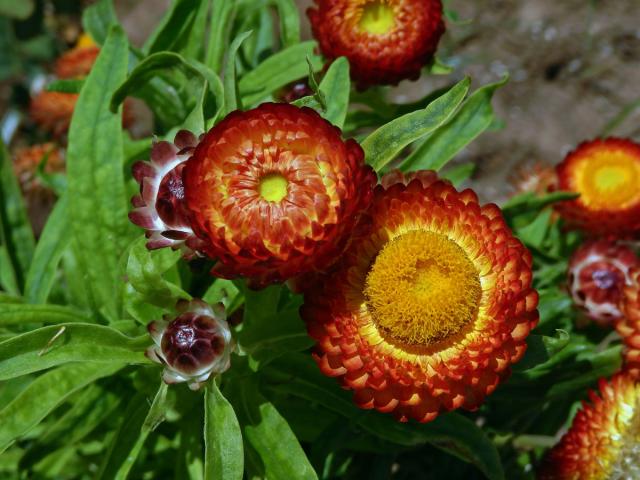 Smil listenatý (Helichrysum bractetatum (Vent.) Andrews)