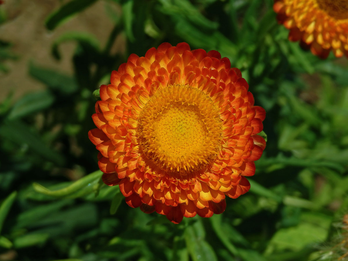 Smil listenatý (Helichrysum bractetatum (Vent.) Andrews)