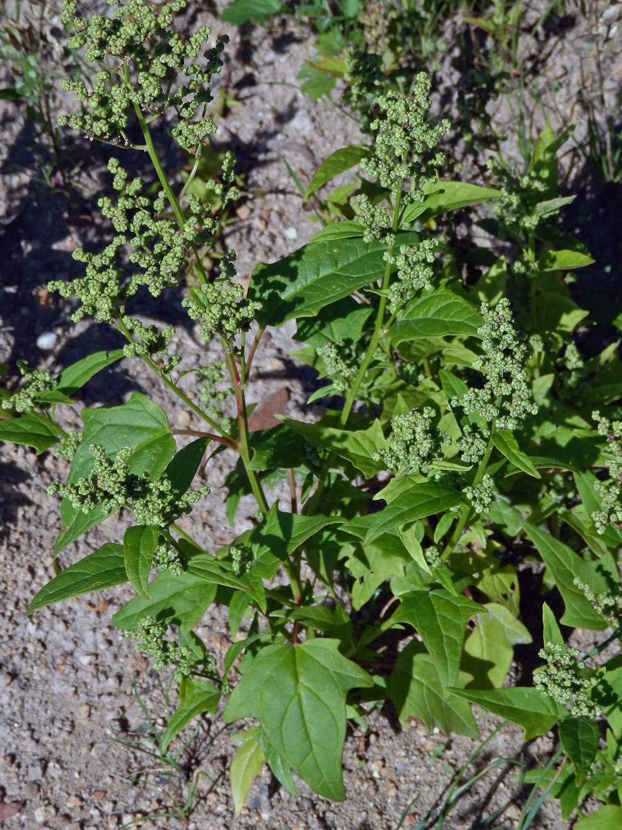 Merlík zvrhlý (Chenopodium hybridum L.)