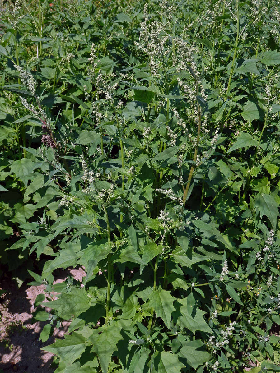 Merlík zvrhlý (Chenopodium hybridum L.)