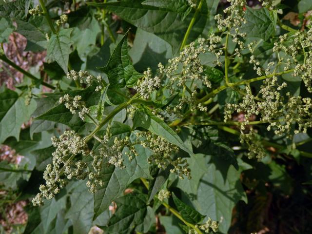 Merlík zvrhlý (Chenopodium hybridum L.)