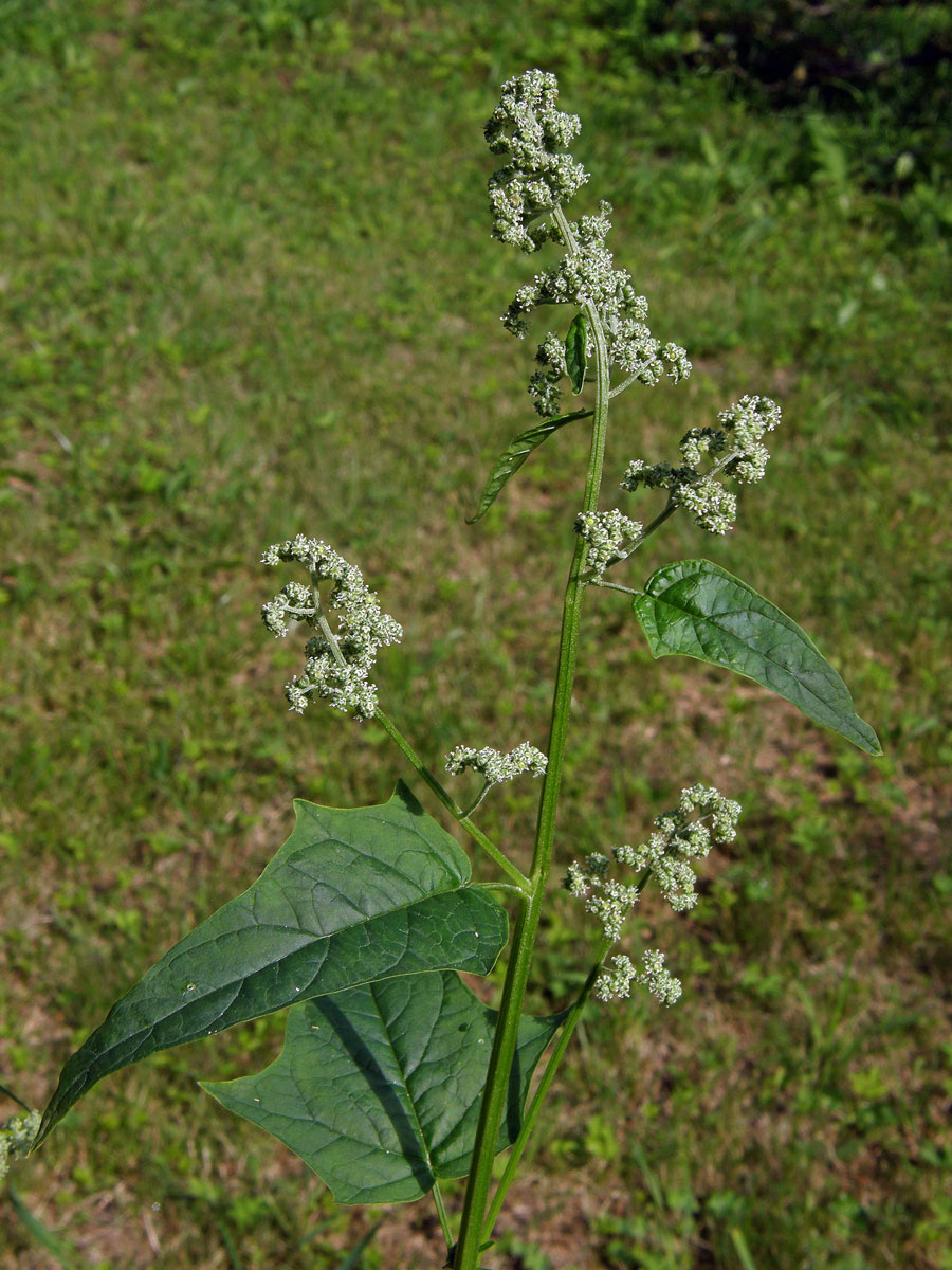 Merlík zvrhlý (Chenopodium hybridum L.)