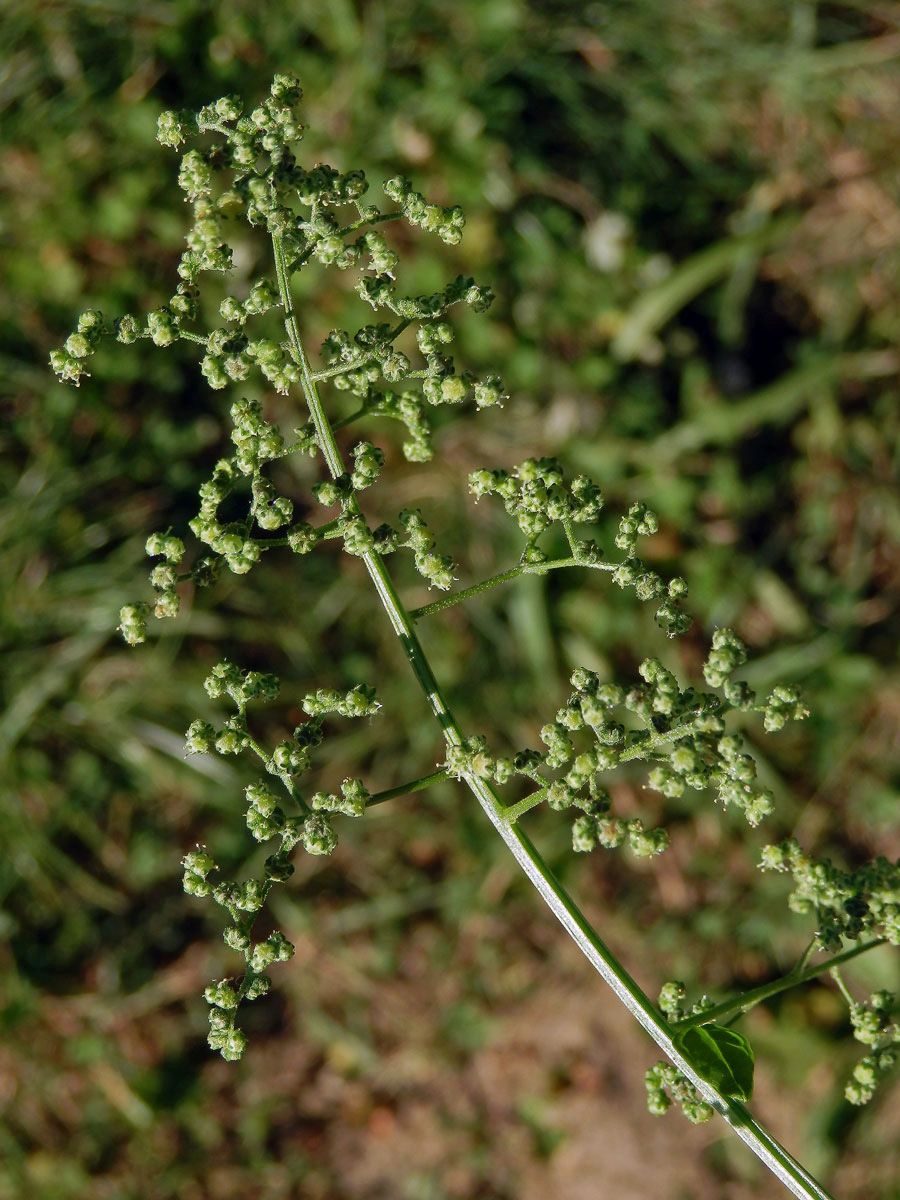 Merlík zvrhlý (Chenopodium hybridum L.)