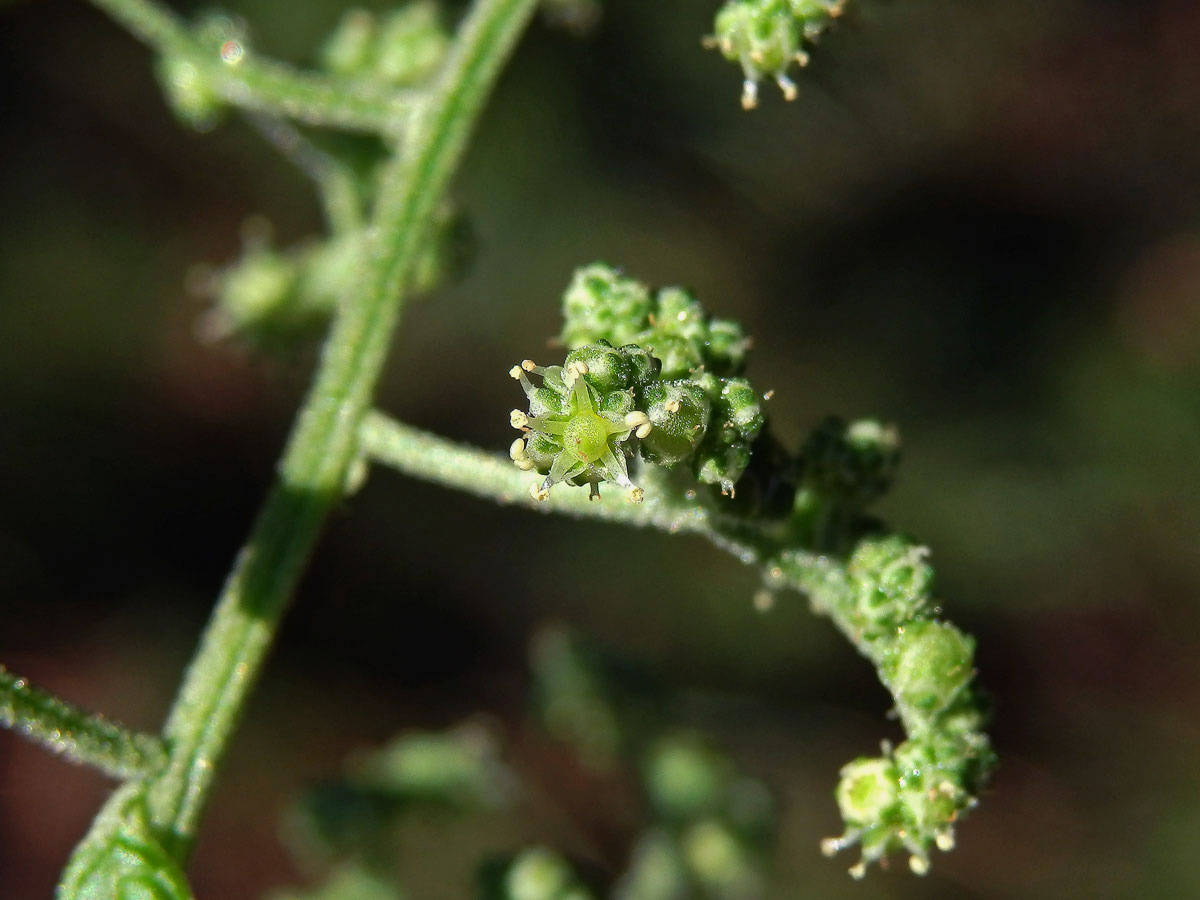 Merlík zvrhlý (Chenopodium hybridum L.)