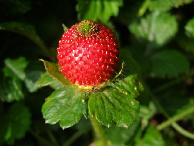 Jahodka indická (Duchesnea indica (Andrews) Focke)