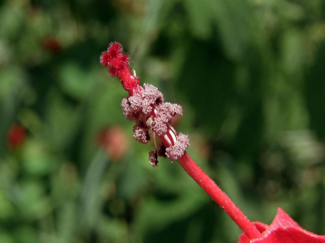 Skornoutec stromkovitý (Malvaviscus arboreus Dill. ex Cav.)