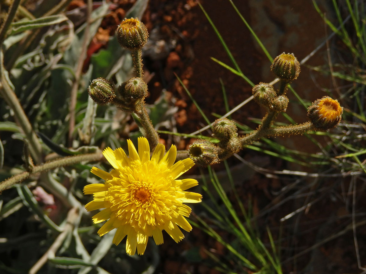 Andryala (Andryala glandulosa Lam.)