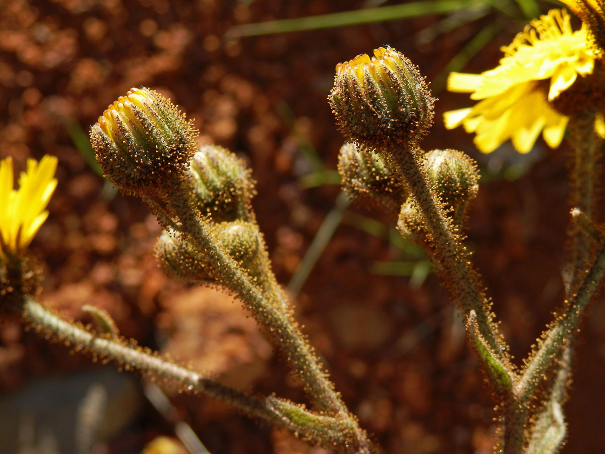 Andryala (Andryala glandulosa Lam.)