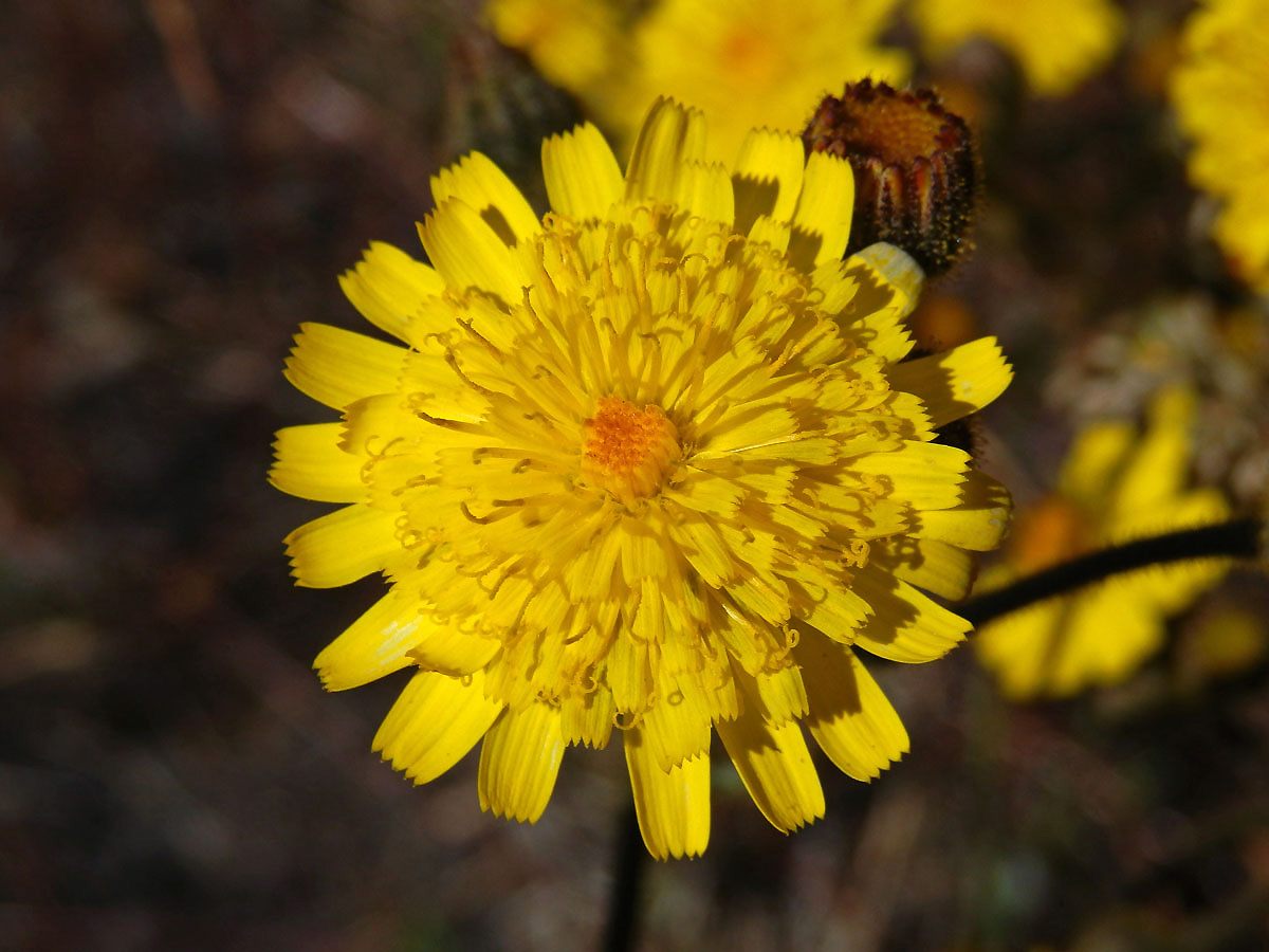 Andryala (Andryala glandulosa Lam.)