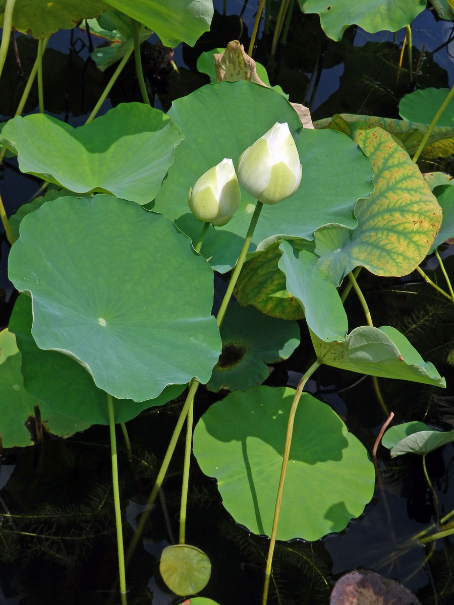 Lotos (Nelumbo lutea Willd.)