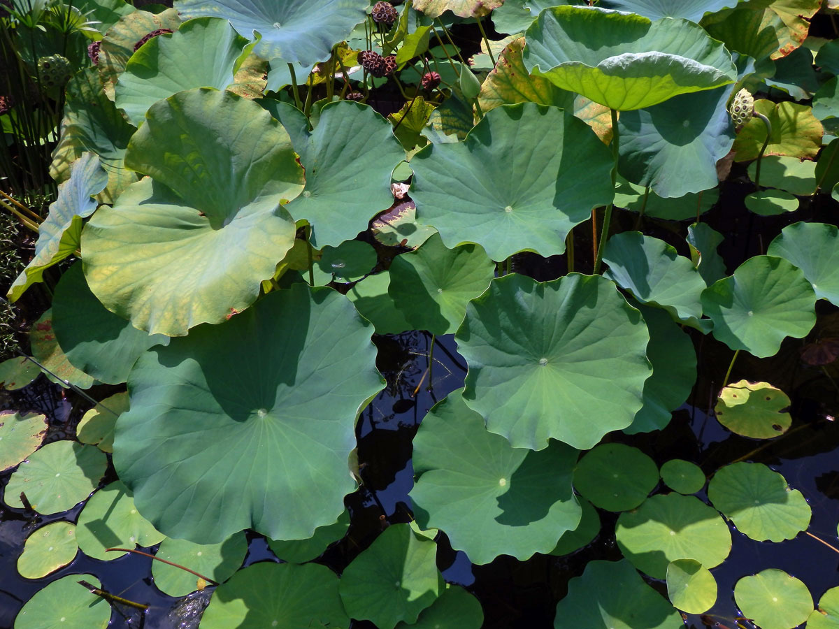 Lotos (Nelumbo lutea Willd.)