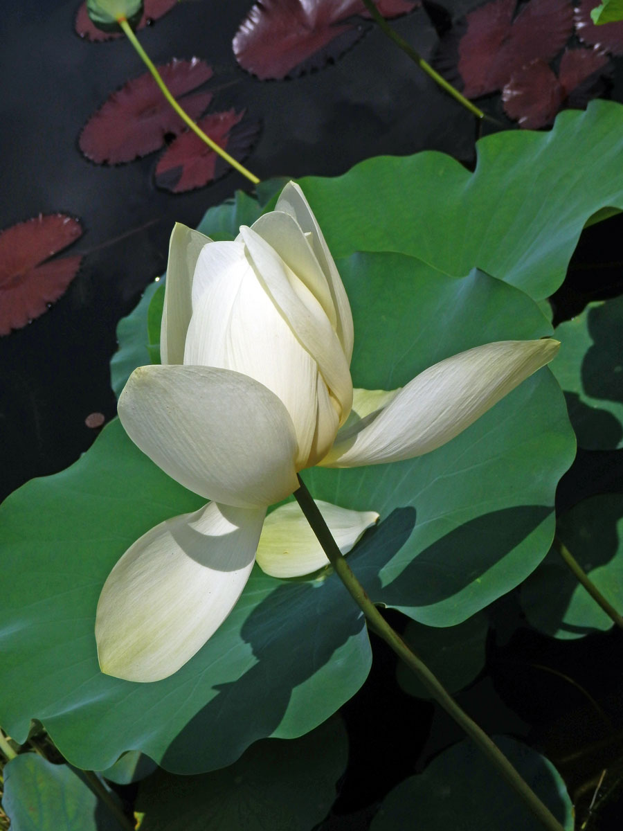 Lotos (Nelumbo lutea Willd.)