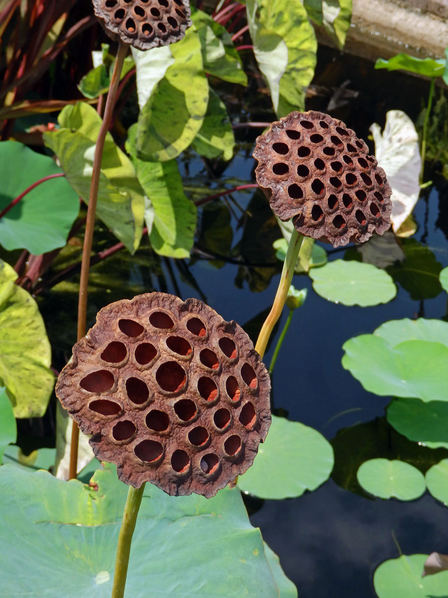 Lotos (Nelumbo lutea Willd.)