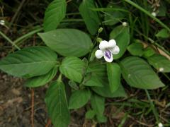 Asystasia gangetica subsp. micrantha (Nees) Ensermu