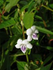 Asystasia gangetica subsp. micrantha (Nees) Ensermu