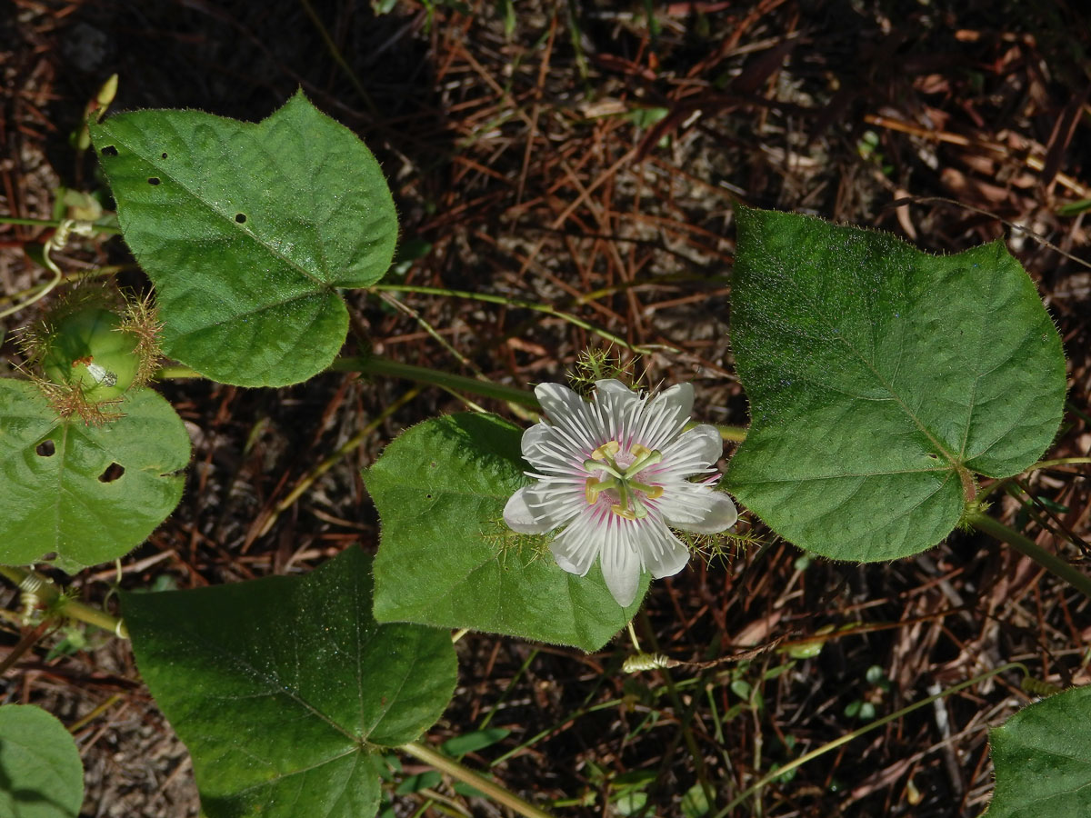 Mučenka (Passiflora foetida L.)