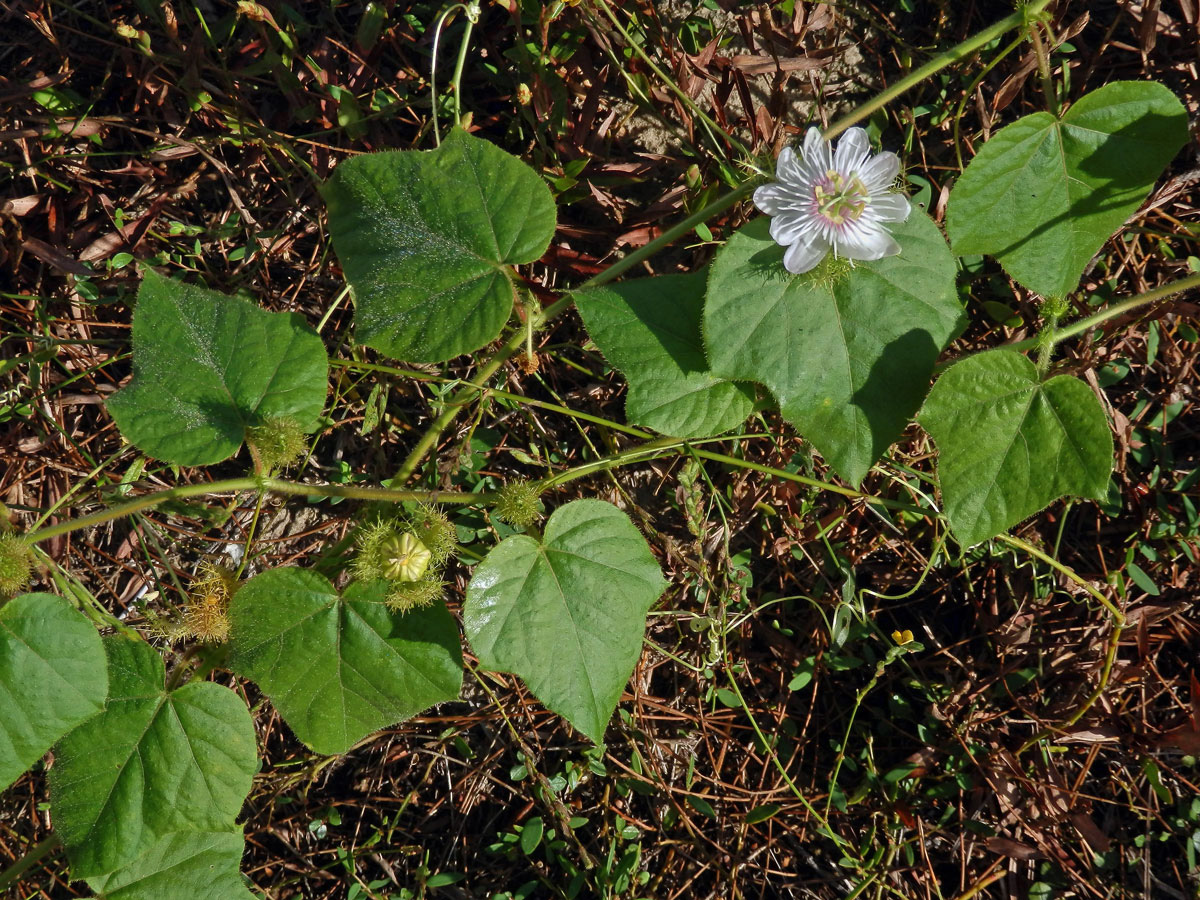 Mučenka (Passiflora foetida L.)