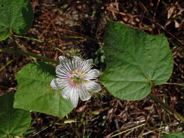 Mučenka (Passiflora foetida L.)