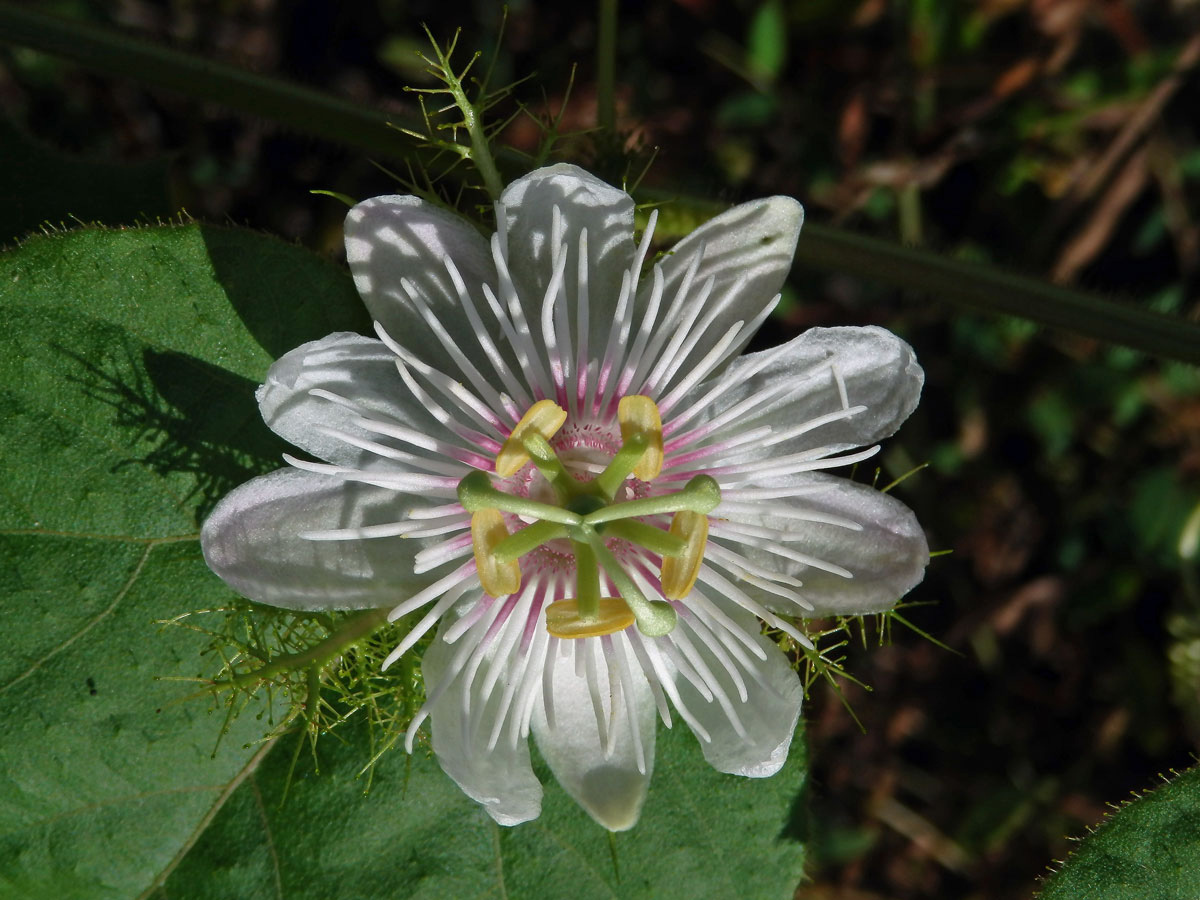 Mučenka (Passiflora foetida L.)