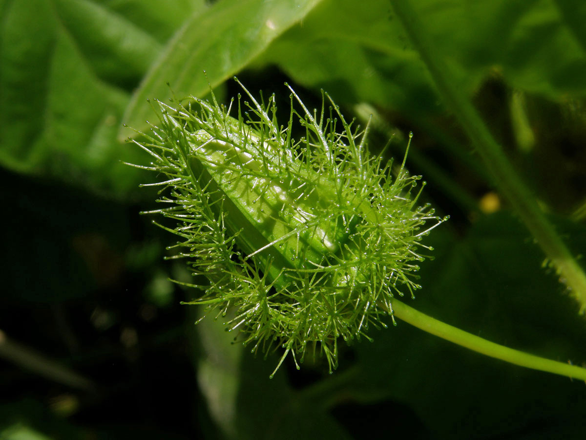 Mučenka (Passiflora foetida L.)