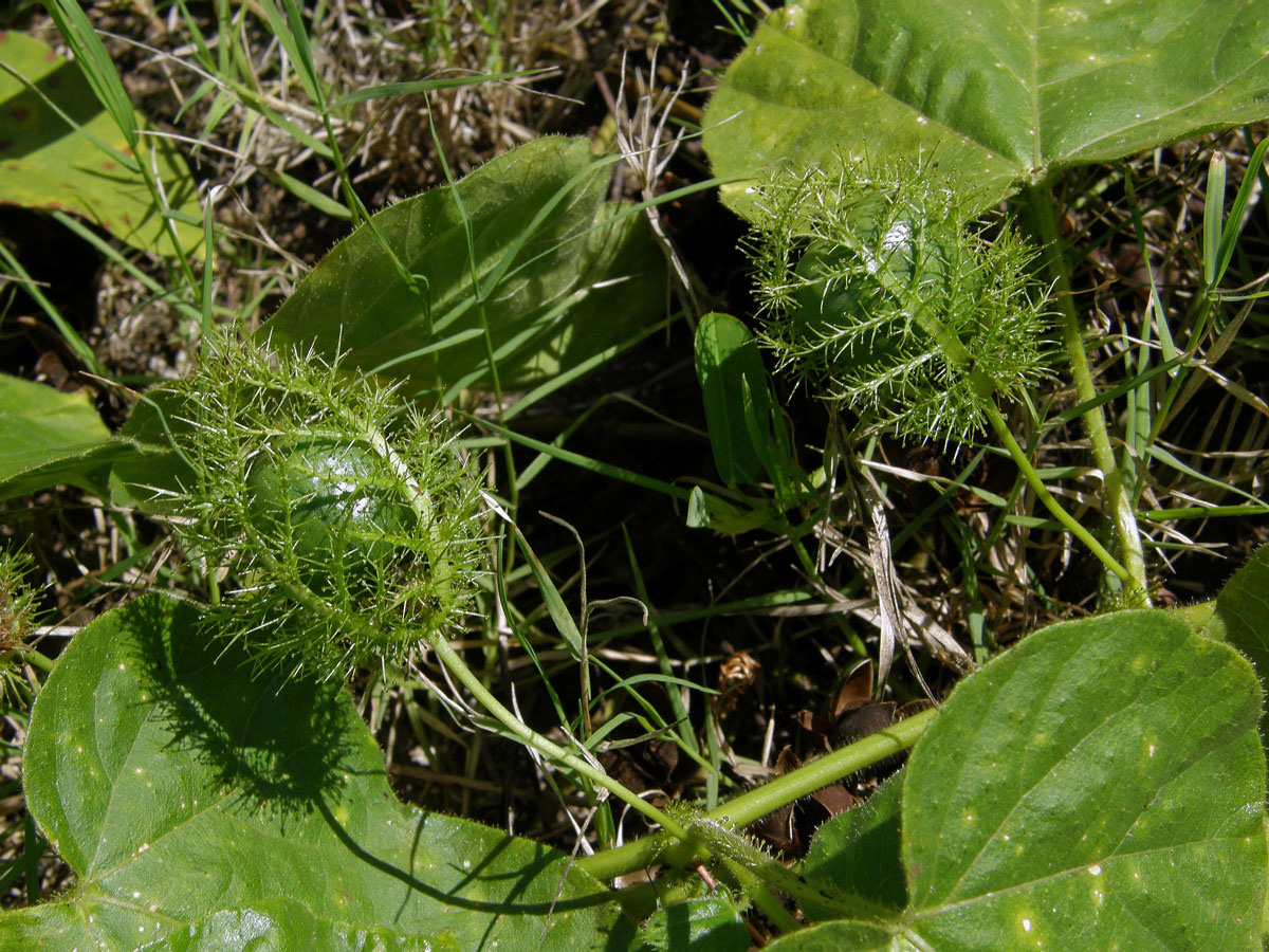 Mučenka (Passiflora foetida L.)