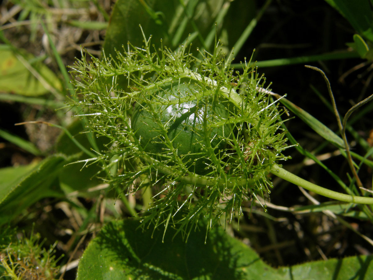 Mučenka (Passiflora foetida L.)