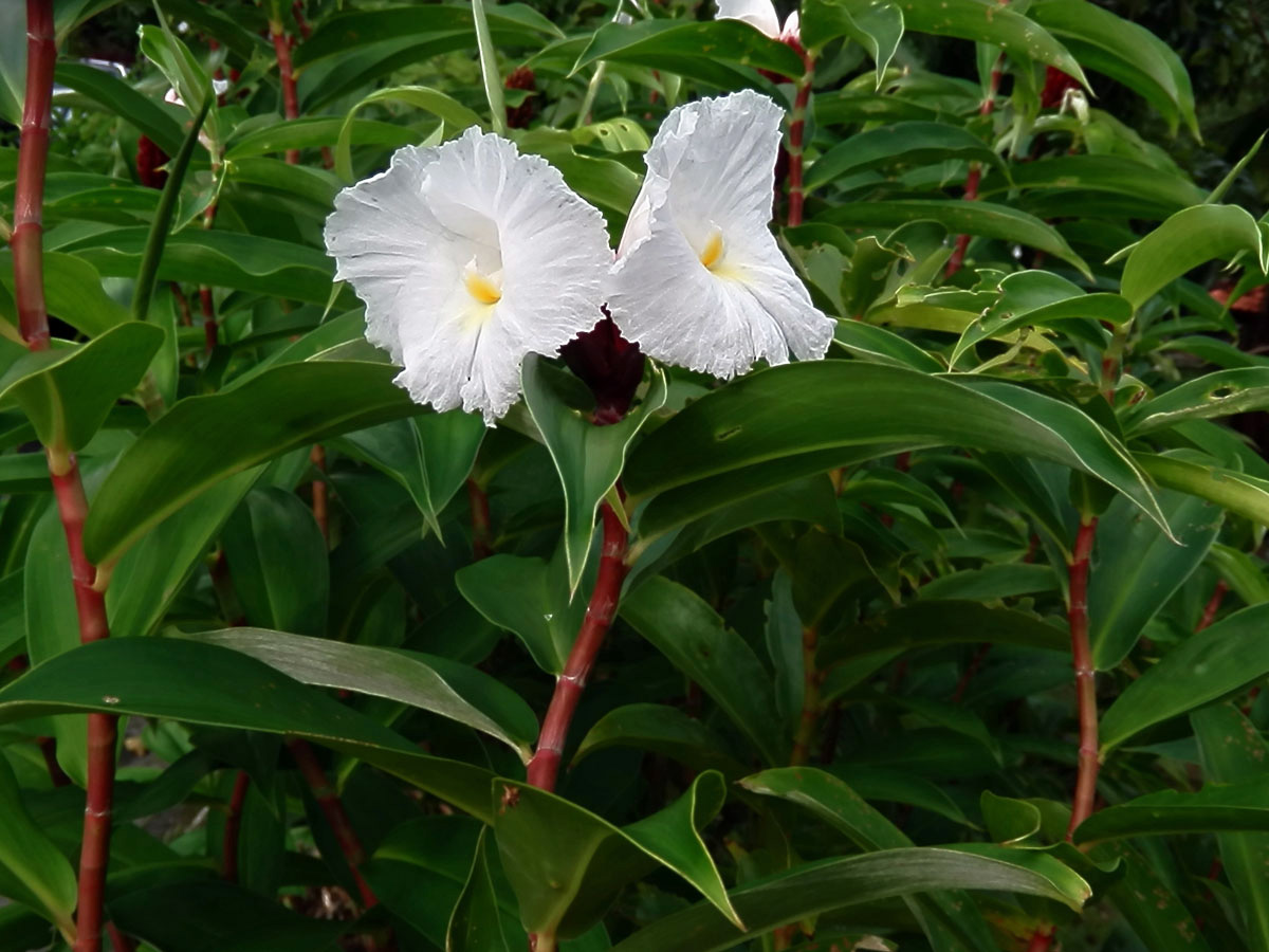 Costus speciosus (J. Koenig) Sm.