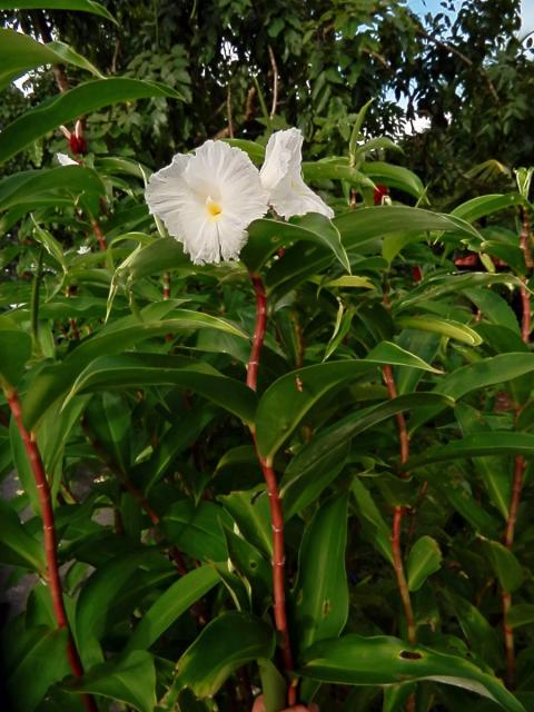 Costus speciosus (J. Koenig) Sm.