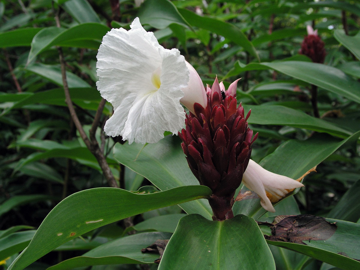 Costus speciosus (J. Koenig) Sm.