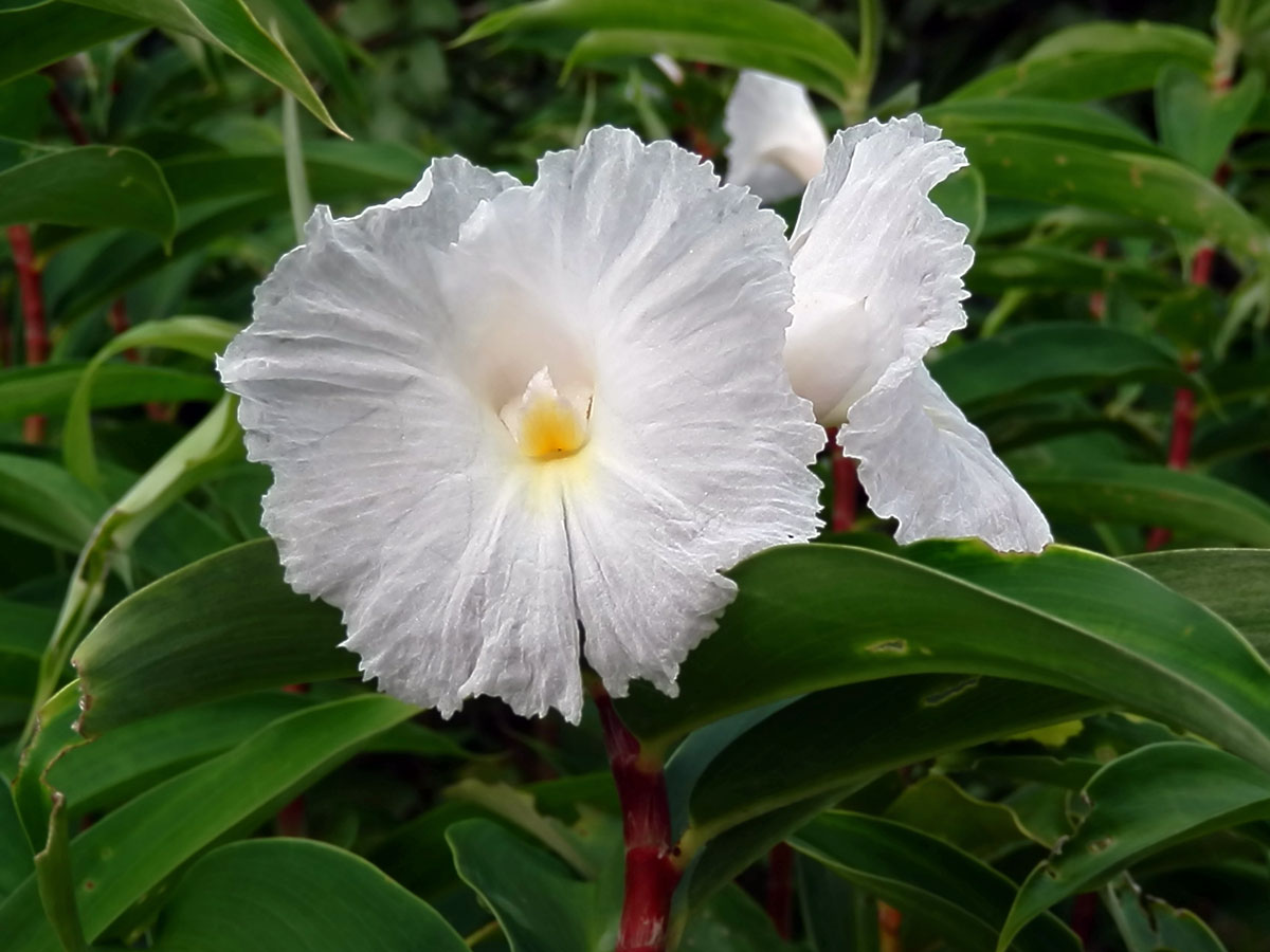 Costus speciosus (J. Koenig) Sm.