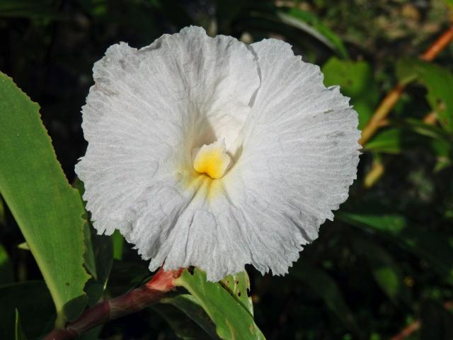 Costus speciosus (J. Koenig) Sm.