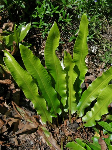 Jelení jazyk celolistý (Phyllitis scolopendrium (L.) Newman)