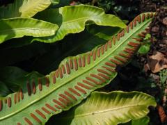 Jelení jazyk celolistý (Phyllitis scolopendrium (L.) Newman)