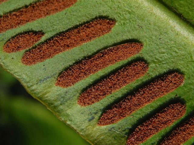 Jelení jazyk celolistý (Phyllitis scolopendrium (L.) Newman)