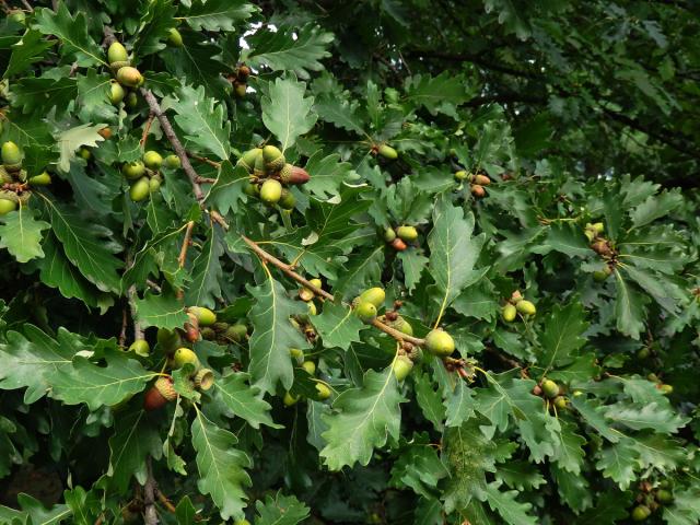 Dub mnohoplodý (Quercus polycarpa Schur)