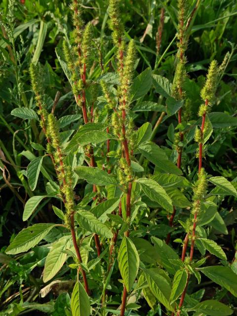 Laskavec zelenoklasý (Amaranthus powellii S. Watson)