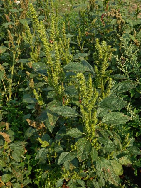 Laskavec zelenoklasý (Amaranthus powellii S. Watson)