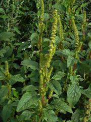 Laskavec zelenoklasý (Amaranthus powellii S. Watson)